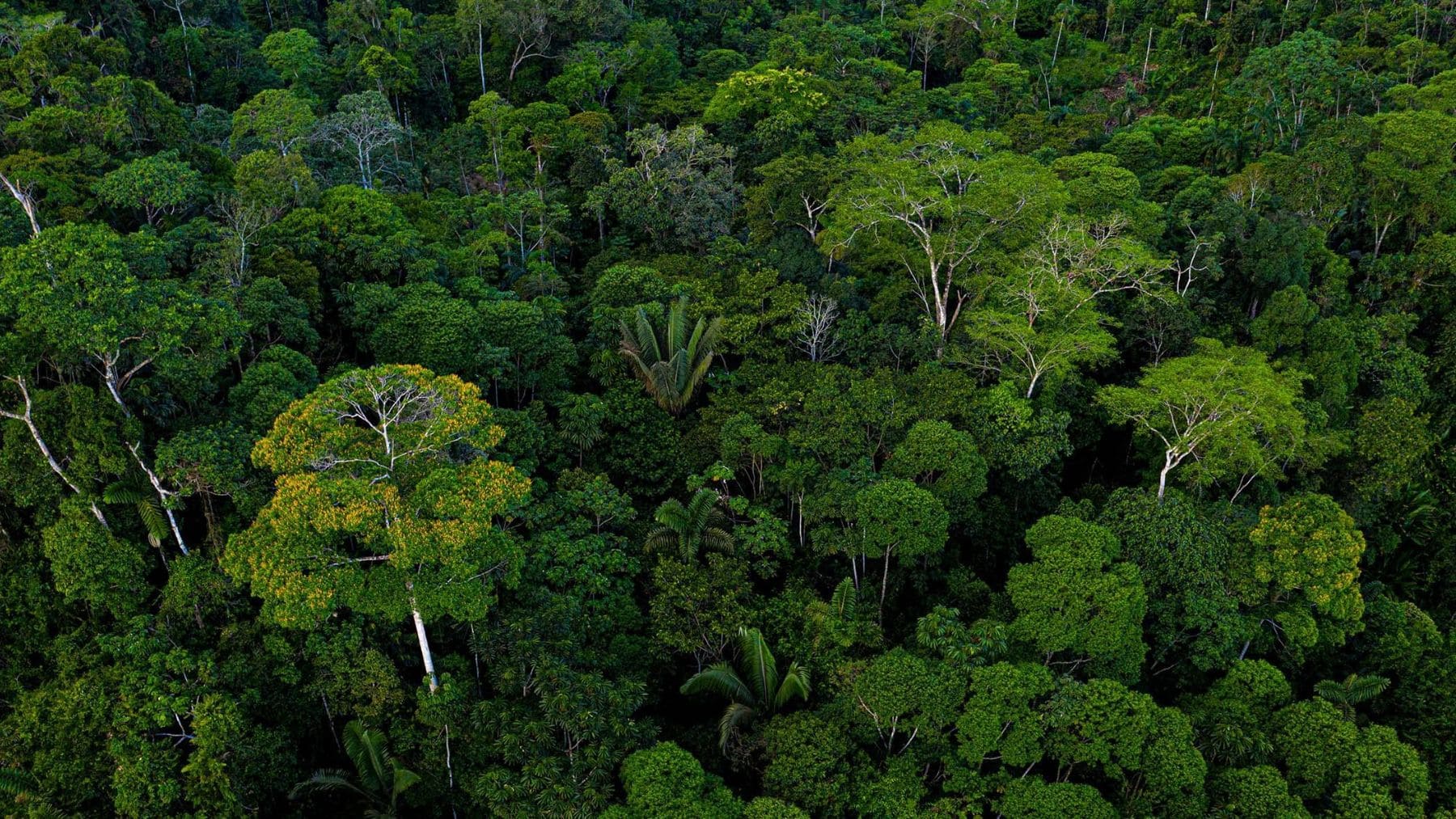 Vista aérea de la selva amazónica, el bosque con mayor diversidad de árboles del mundo según un estudio sobre hibridación genética.