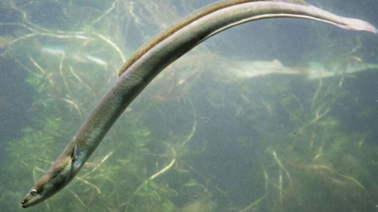 Anguila europea (Anguilla anguilla) nadando en un río, una especie amenazada por la sequía, el calor y la pérdida de caudal.