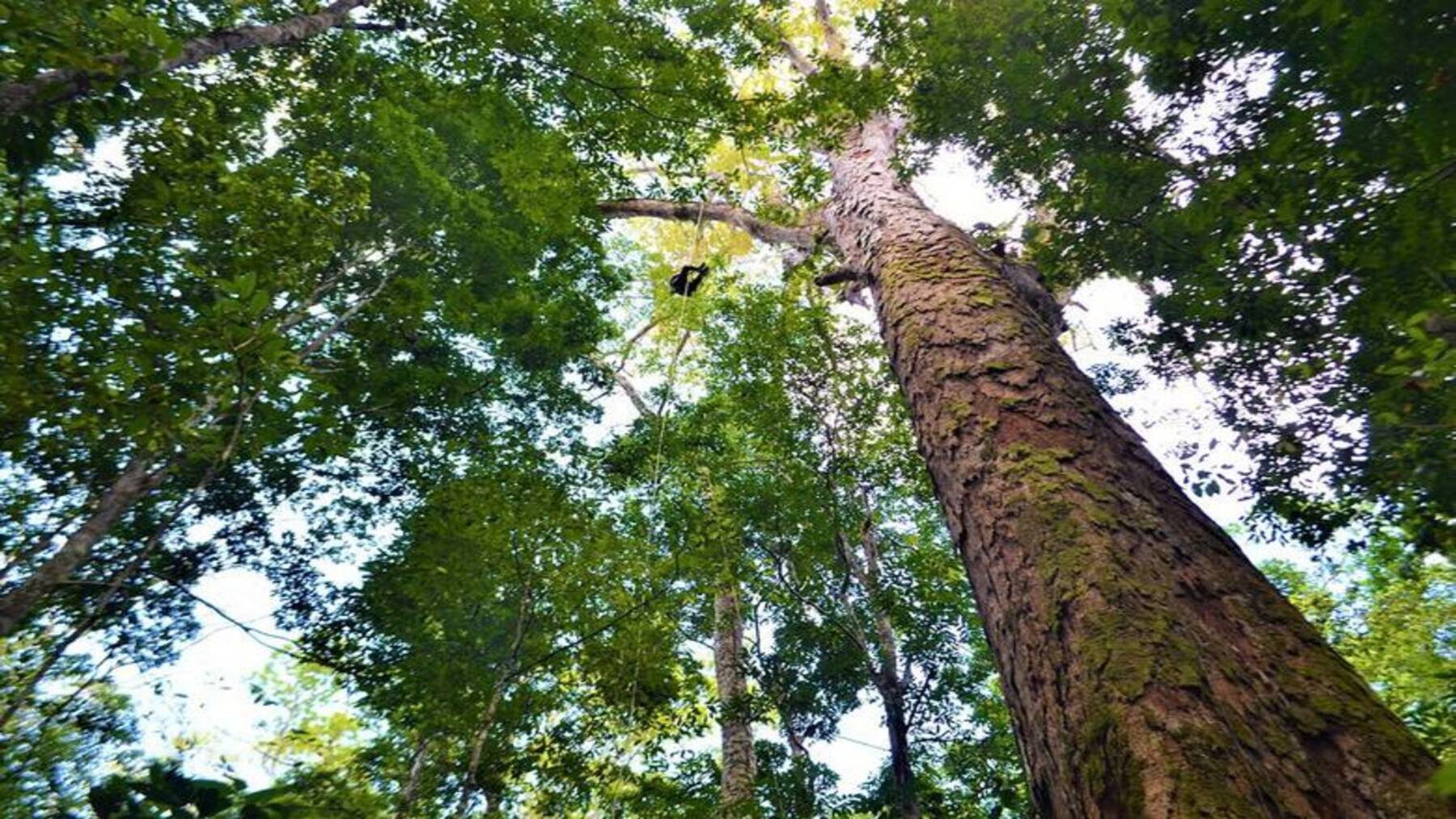 Los árboles gigantes resisten mejor la sequía de lo que pensaba la ciencia