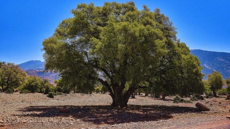 Árbol de argán (Argania spinosa) en un paisaje semiárido, especie que un estudio propone como alternativa al pino carrasco para restaurar suelos secos.