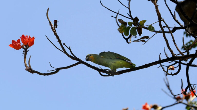 Un estudio revela cuál es el método que menos estrés provoca a las aves invasoras