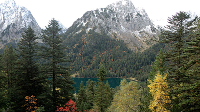 Ecologistas en Acción rechaza el Plan General de Política Forestal 2036 de Cataluña
