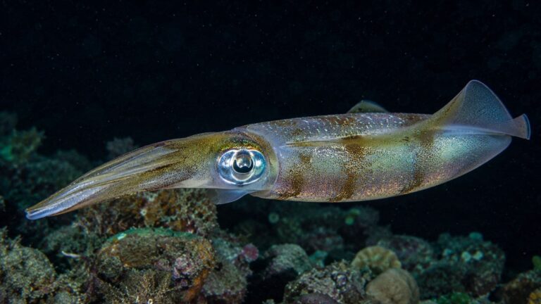 Calamar nadando en un arrecife, especie utilizada en un estudio sobre los efectos de la acidificación de los océanos en su cerebro.