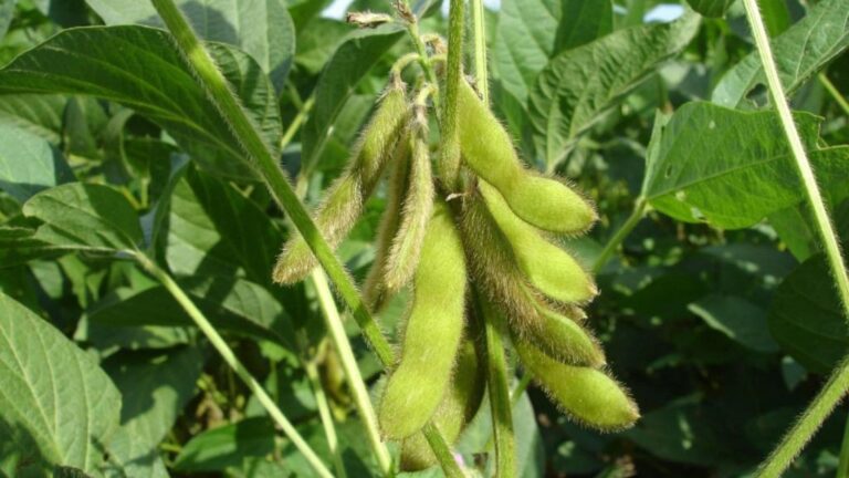 Vainas de soja en una planta utilizadas para investigar cómo el cambio climático afecta a la calidad nutricional del grano.