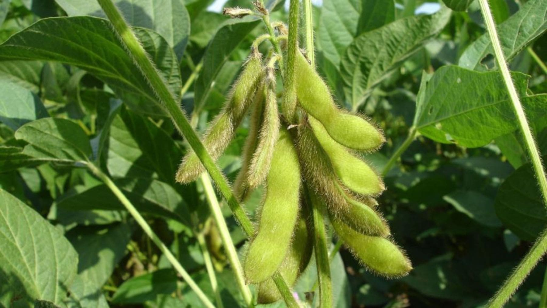 Vainas de soja en una planta utilizadas para investigar cómo el cambio climático afecta a la calidad nutricional del grano.