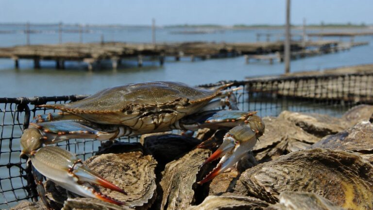Cangrejo azul sobre ostras en una explotación de acuicultura del Mediterráneo afectada por la especie invasora