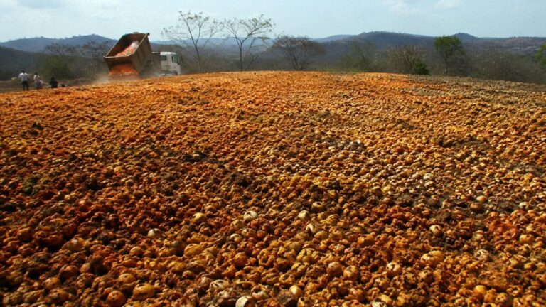 Camión descargando miles de toneladas de cáscaras de naranja en un terreno degradado durante el experimento de restauración forestal en Costa Rica.