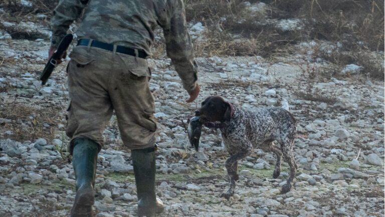 SEO BirdLife alerta del declive de las aves cinegéticas en España
