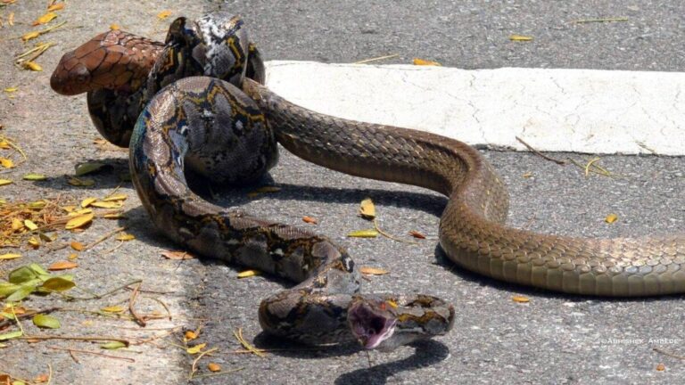 Cobra real tragándose una serpiente venenosa junto al borde de una carretera durante una escena de caza.