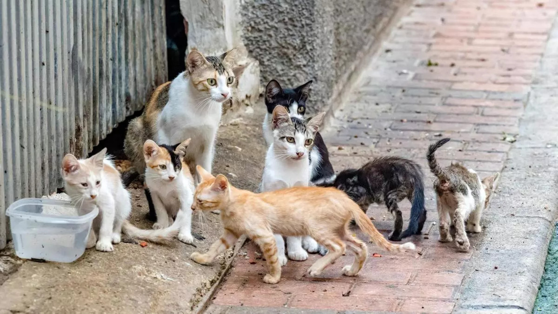 Los gatos callejeros ponen en peligro al lagarto tizón de Canarias