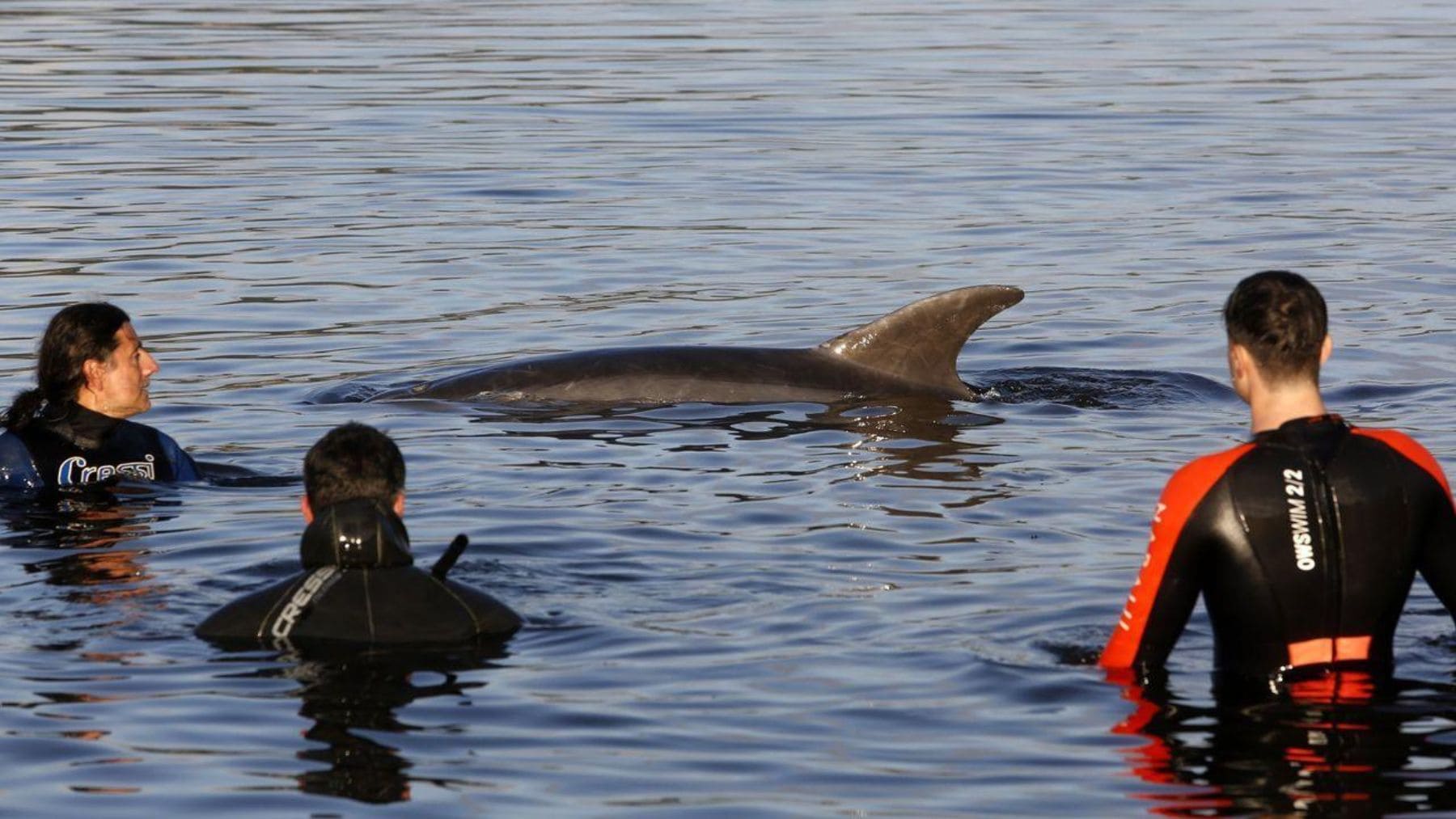El delfín solitario Manoliño nada junto a varias personas en aguas de Galicia durante una interacción con humanos.