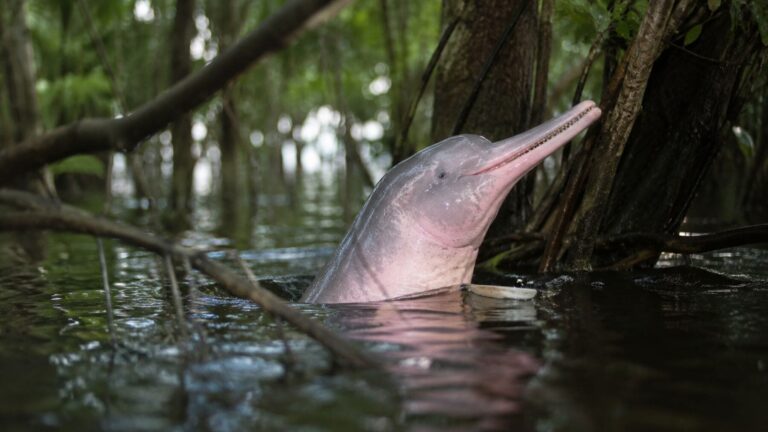 Delfín rosado del Amazonas (Inia geoffrensis) nadando entre árboles de la selva inundada mientras busca alimento con ecolocalización.