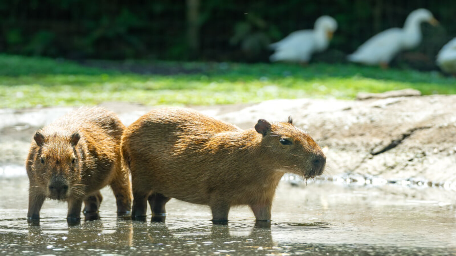 Día de Apreciación del Capibara o Carpincho 2026 con capibara en un humedal sudamericano