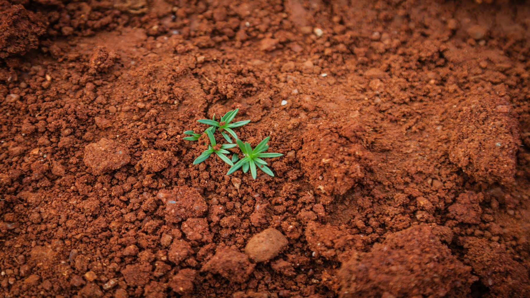 Día Internacional de Conservación del Suelo 2026 en terreno agrícola sostenible