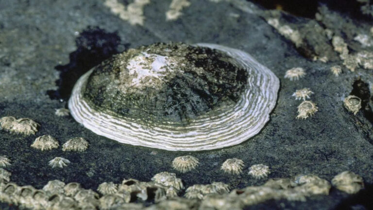 La lapa majorera está al borde de la extinción