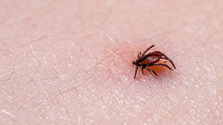 El cambio climático favorece la expansión de mosquitos y garrapatas en España con un mosquito tigre sobre la piel.