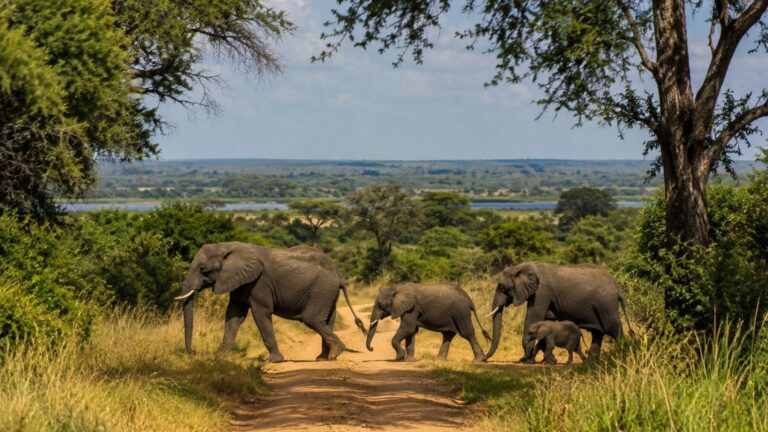 Manada de elefantes africanos cruzando un corredor ecológico utilizado desde hace generaciones, según un seguimiento con GPS.