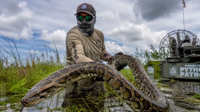 Participante del Florida Python Challenge 2026 sujetando una pitón birmana invasora capturada en los Everglades de Florida.