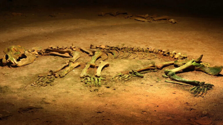 Atapuerca reconstruye la evolución de los osos de las cavernas durante un millón de años.