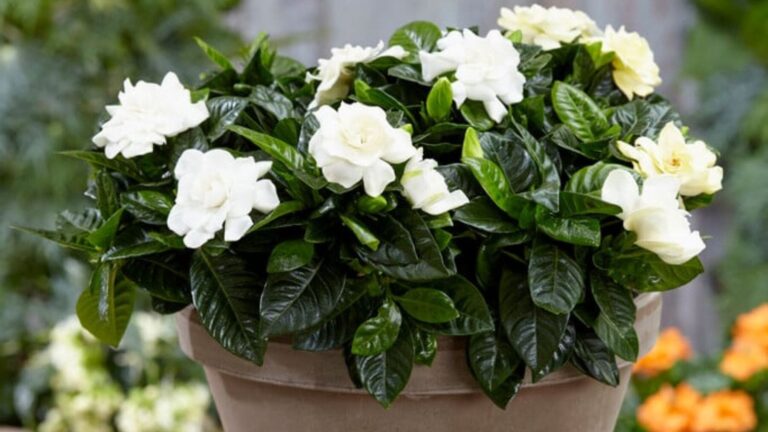 Gardenia (Gardenia jasminoides) con flores blancas en una maceta, una planta de interior muy aromática y fácil de cuidar.