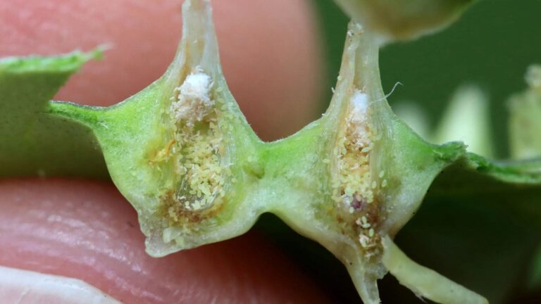 Primer plano del insecto Tectococcus ovatus utilizado para el control biológico del guayabo fresa invasor en Hawái.