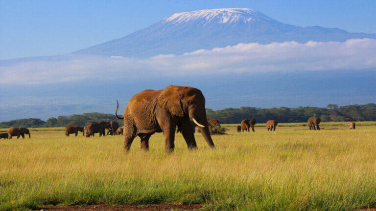 Investigan la muerte de 15 elefantes en el Parque Nacional de Amboseli