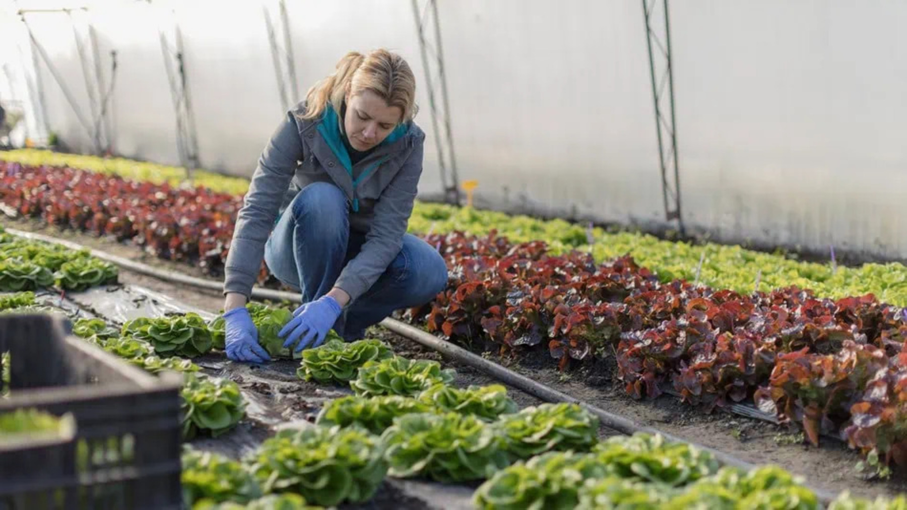 ECOticias.com - El Periódico Verde 33 La agricultura ecológica marcará el futuro de la alimentación en Europa