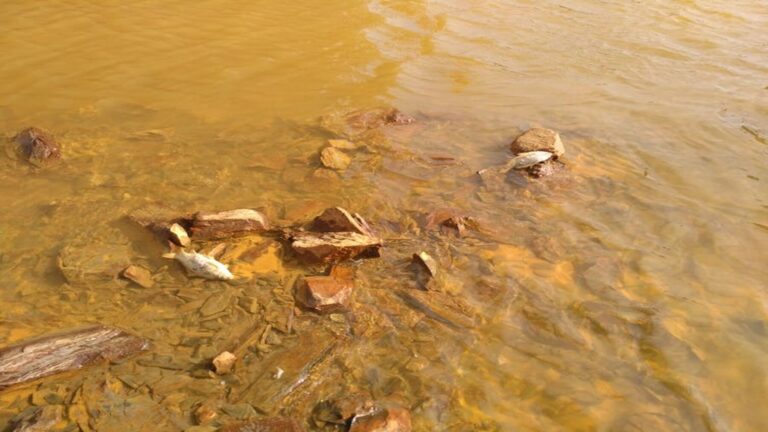 Un residuo de pescado limpia la contaminación minera en Huelva