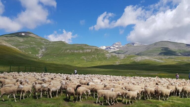 Europa reclama proteger la ganadería de montaña y el pastoralismo