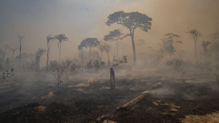La ONU alerta de que los incendios forestales y las olas de calor provocan desastres en espiral en distintos países.