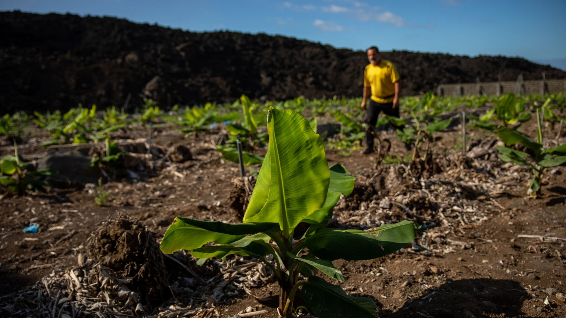 ALT: La Palma reclama un vivero de planta ecológica para fortalecer la agricultura ecológica
