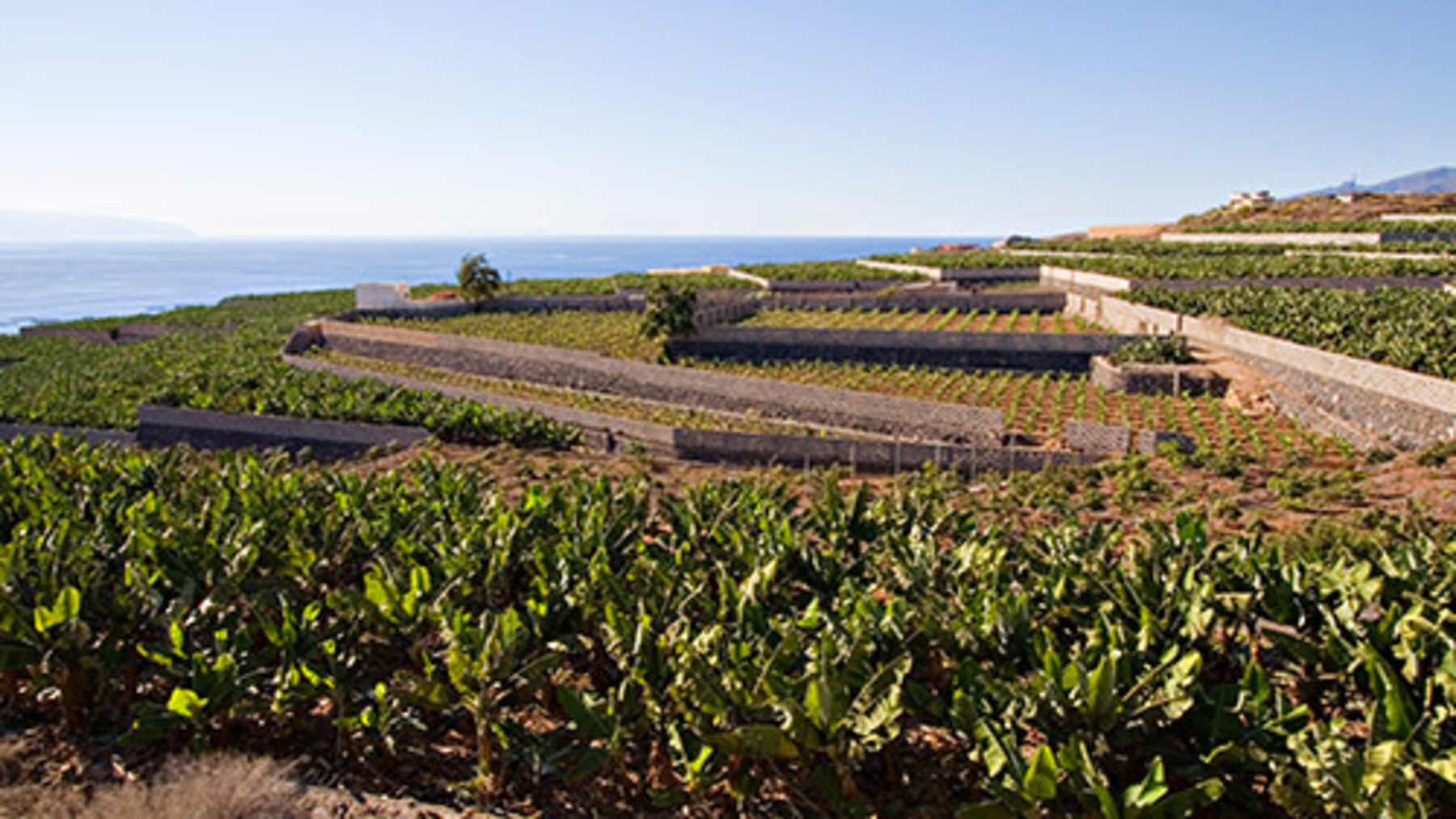 La Palma reclama un vivero de planta ecológica para fortalecer la agricultura ecológica
