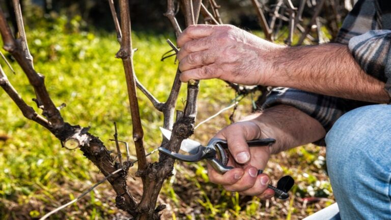 Los restos de poda de viñedos se convierten en biomateriales médicos