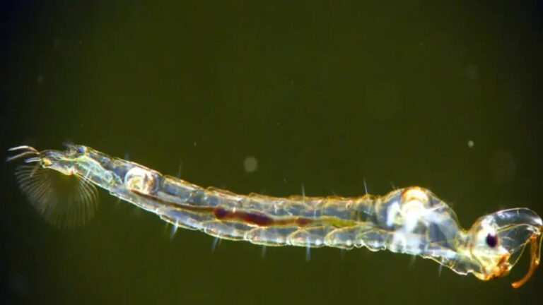 el insecto que vive a más de 200 metros bajo el agua