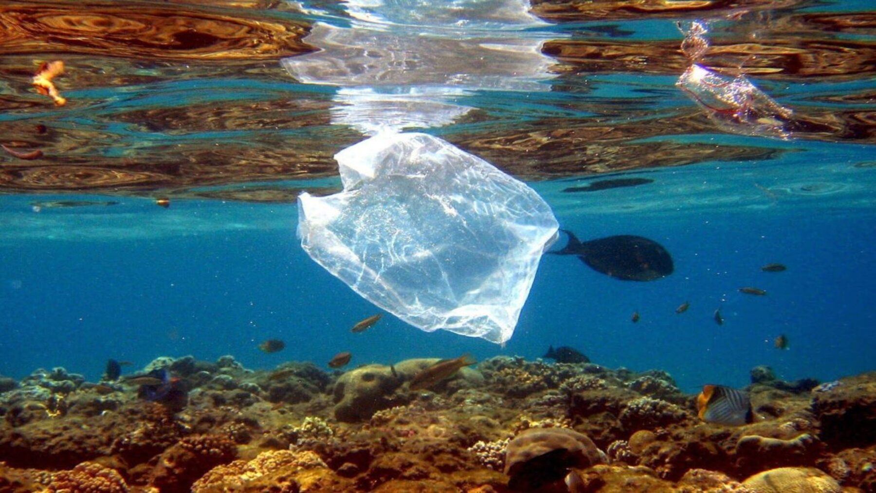 Día Internacional Libre de Bolsas de Plástico 2026 y contaminación por residuos plásticos