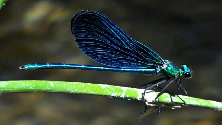 la libélula azul que desaparece en España durante un seguimiento científico