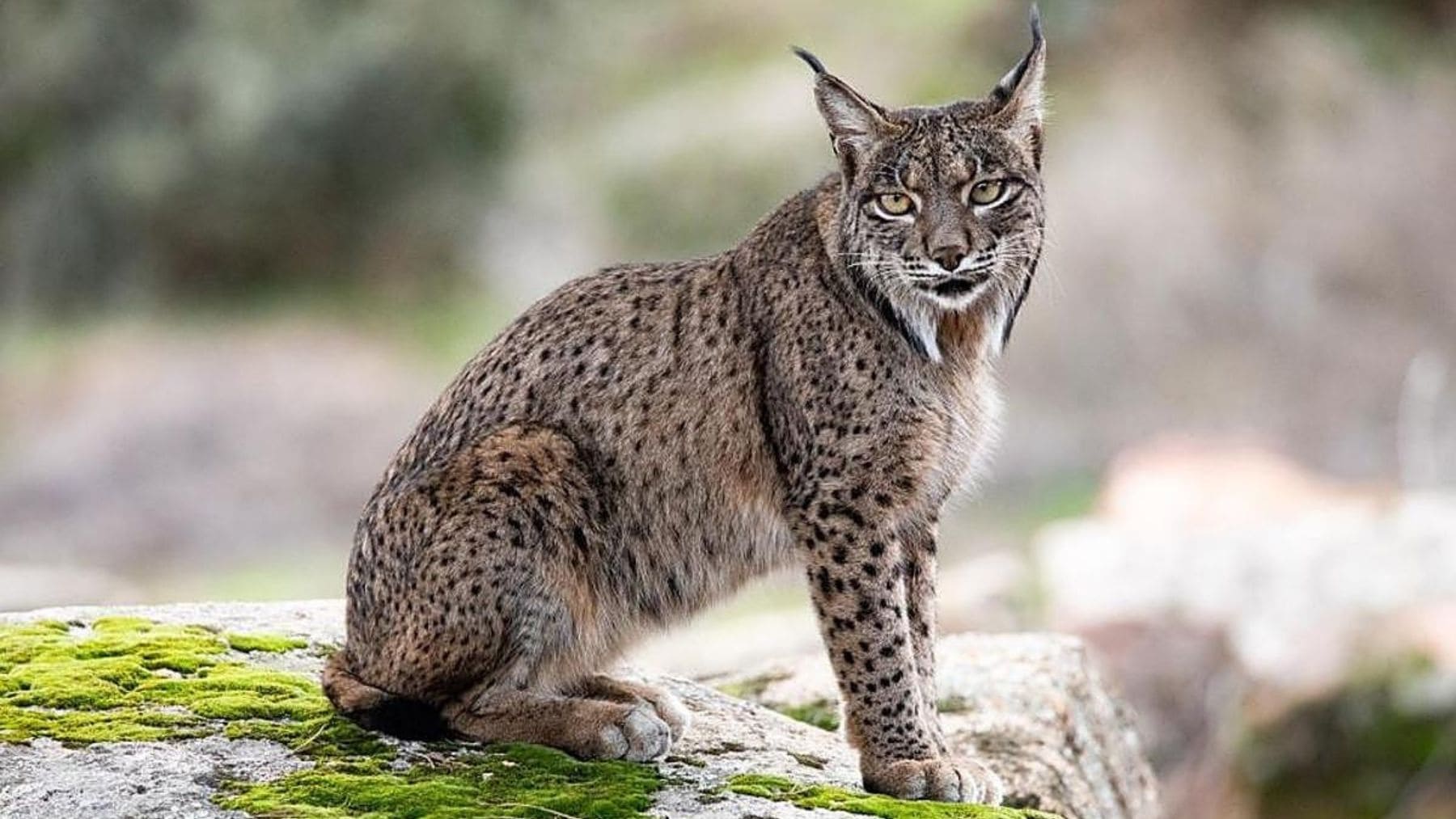 Lince ibérico adulto sobre una roca durante el año en que la población alcanzó el récord de 2.663 ejemplares en España y Portugal.