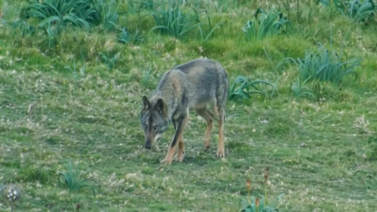 El Supremo vuelve a anular la autorización para matar lobos en Cantabria