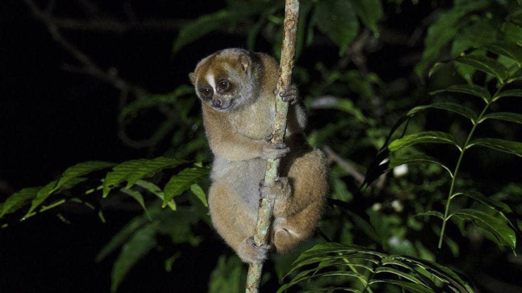 Loris perezoso sujetado a una rama en un bosque tropical, el único primate venenoso conocido del mundo.