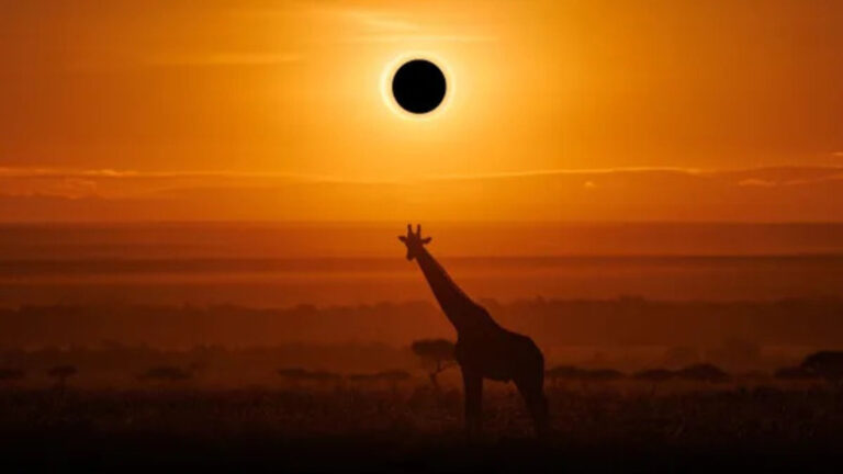 Los animales revelarán cómo viven el eclipse solar del 12 de agosto con un grupo de elefantes observado por cámaras de alta definición.