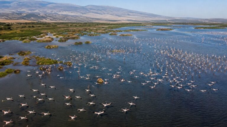 Vista aérea de un gran humedal restaurado con miles de aves migratorias en Marruecos durante su ruta entre África y Europa.