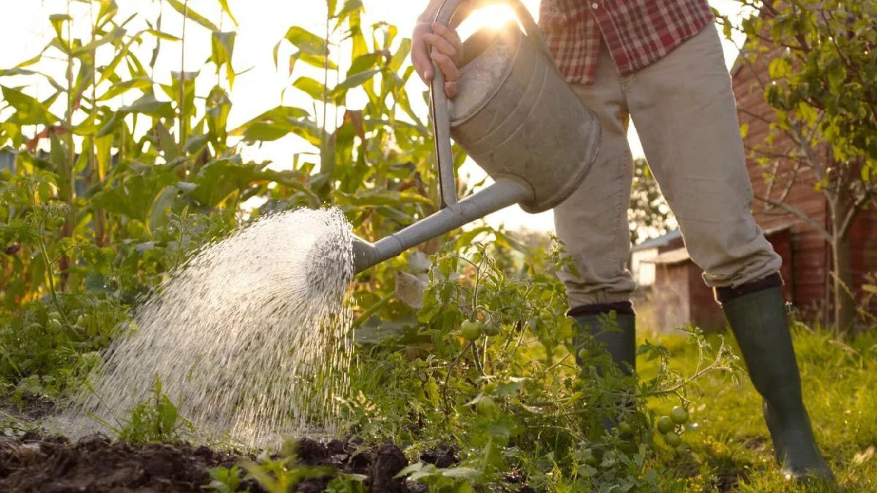Los expertos coinciden: la mejor hora para regar el huerto y que las verduras crezcan bien no es ni a las 8 de la mañana ni a las 8 de la tarde