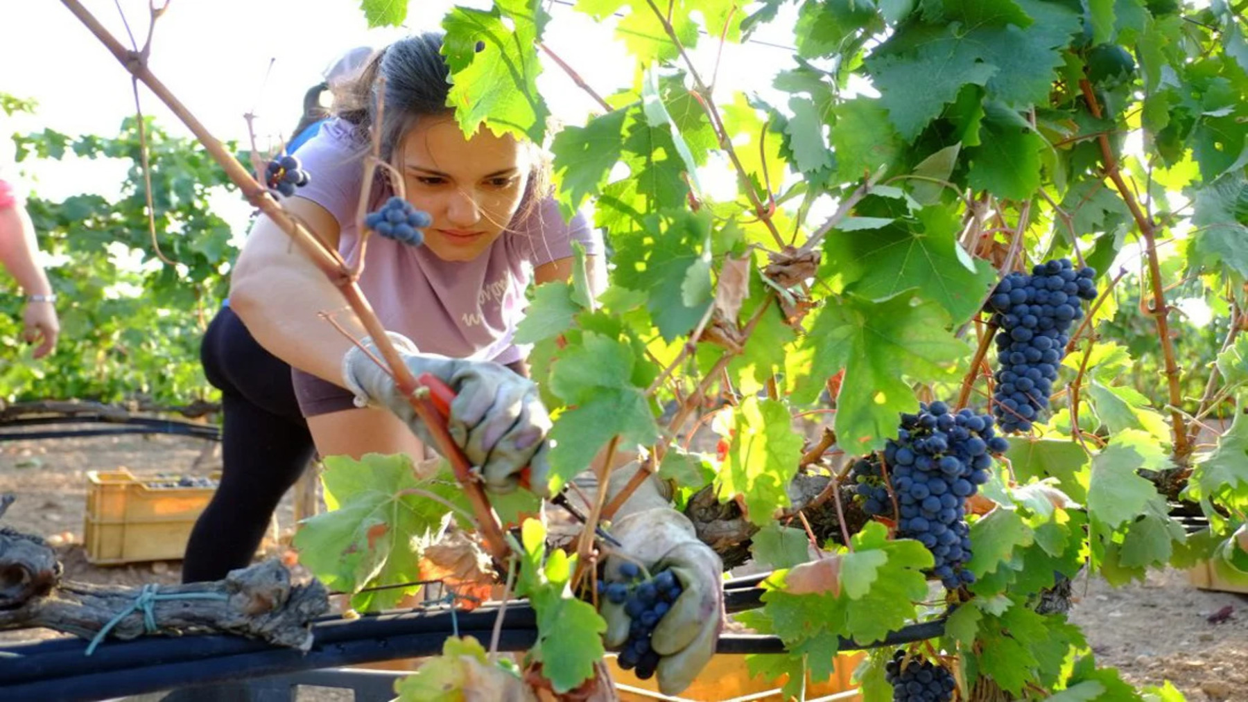 Día Mundial del Desarrollo Rural 2026 en una comunidad agrícola sostenible
