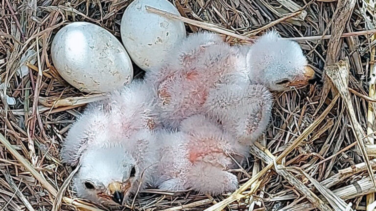 Álava protege los nidos de aguilucho durante la cosecha de cereal.