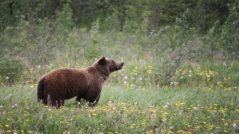 Descubren una nueva especie de perro oso en Cataluña