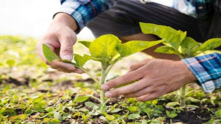 Biovaloriza-Soil impulsa fertilizantes sostenibles para la agricultura
