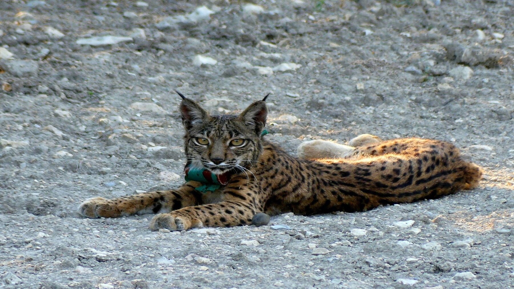 La Junta recupera los linces liberados por el incendio de Despeñaperros