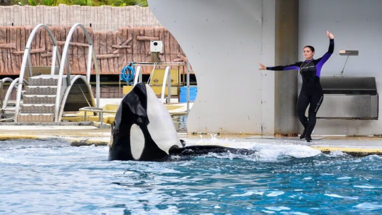 Piden frenar el traslado de dos orcas al Loro Parque por su bienestar animal.