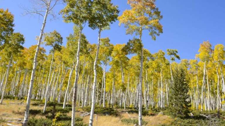 Pando, el bosque de álamos temblones de Utah considerado el organismo vivo más grande del mundo