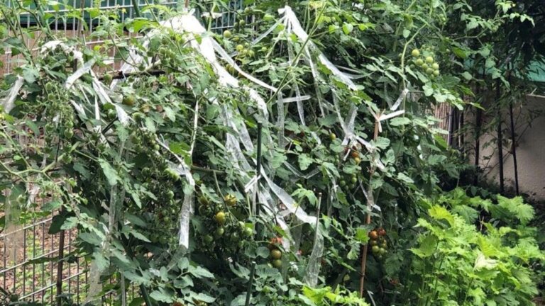 Tomateras con tiras de papel de aluminio colgadas entre las ramas para ahuyentar aves y proteger los tomates de forma natural.